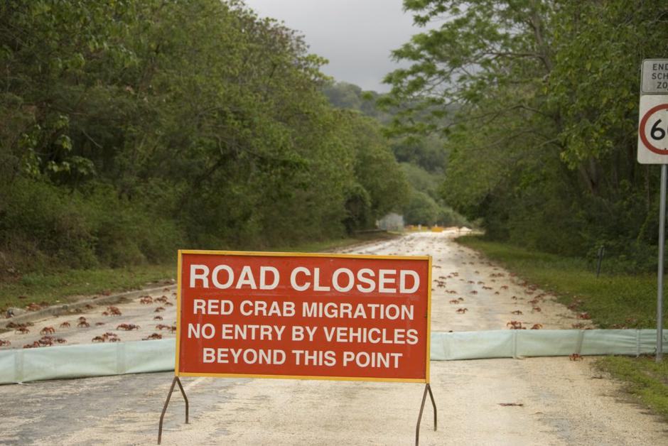 selitev rdečih rakovic | Avtor: Profimedias