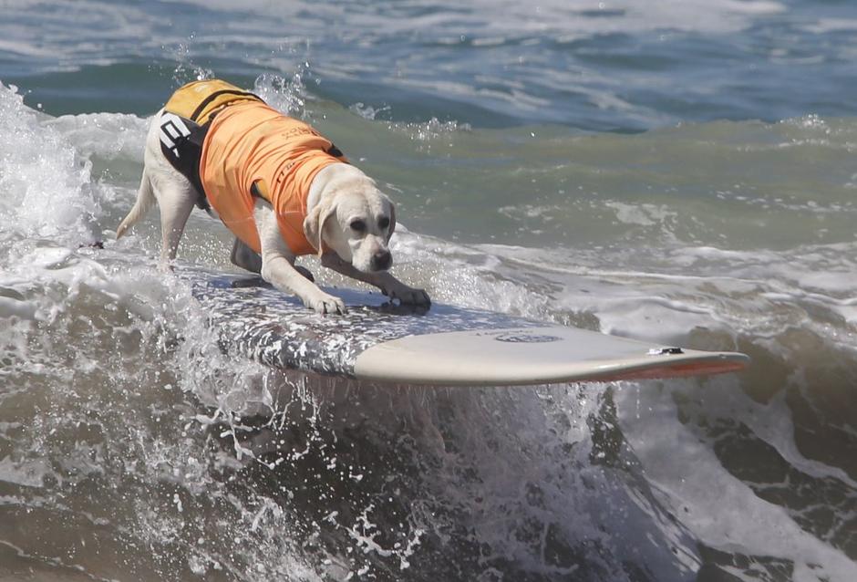 Unleashed Surf City Surf Dog | Avtor: EPA