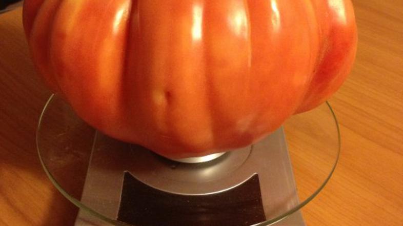 Velikanski paradižnik