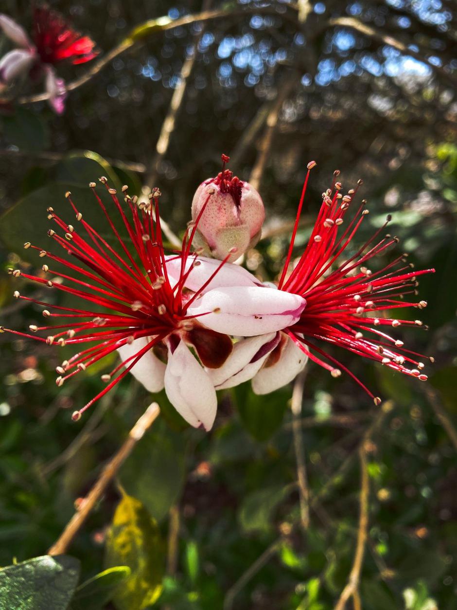 Feijoa | Avtor: Profimedia