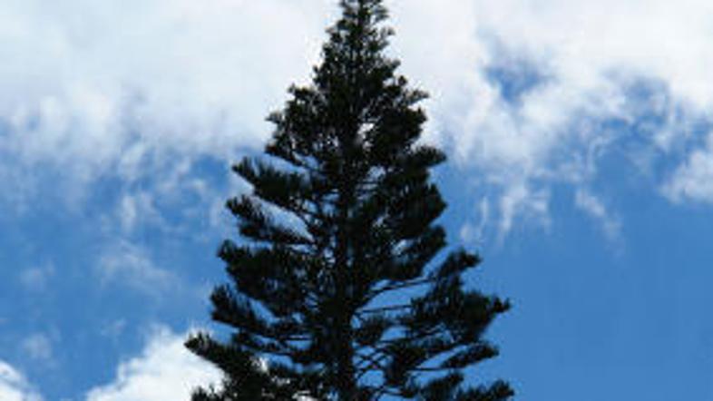 Jelka je stara že 9550 let.