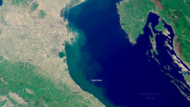 Cvetenje morja ob Jadranski obali