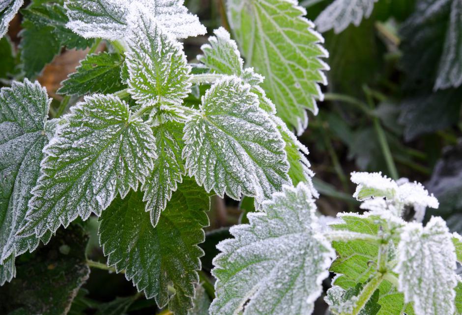 Slana  | Avtor: Shutterstock