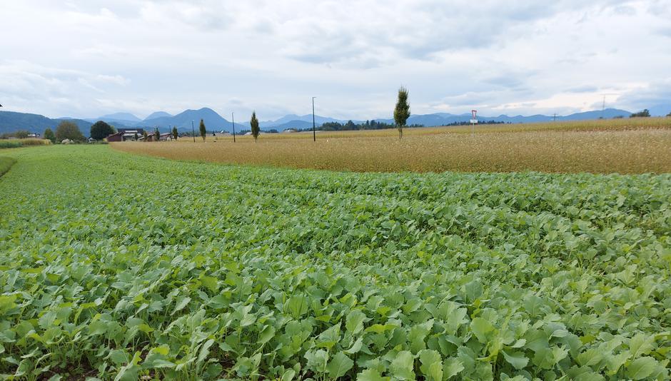 Sorško polje, hrana, Kranj, poljedelstvo | Avtor: M. Ha.