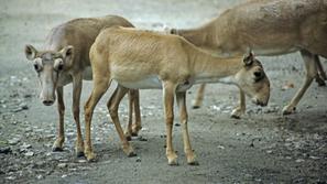 saiga tatarica