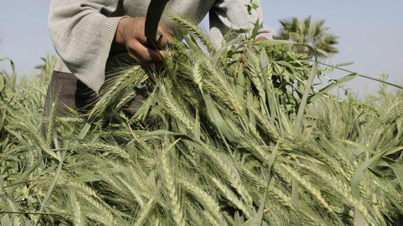 Povečevanje količin hrane, namenjene za biogoriva, je dvignilo cene hrane po sve