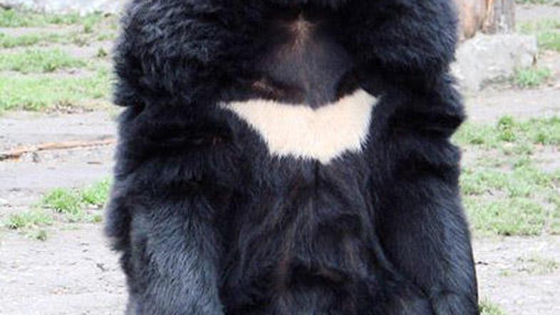 Strokovnjak za črne azijske medvede je sicer za japonski tiskovno agencijo izjav
