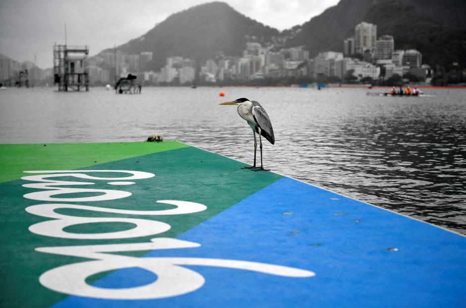 veslanje rio 2016 | Avtor: EPA