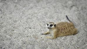 Živalski vrt Ljubljana