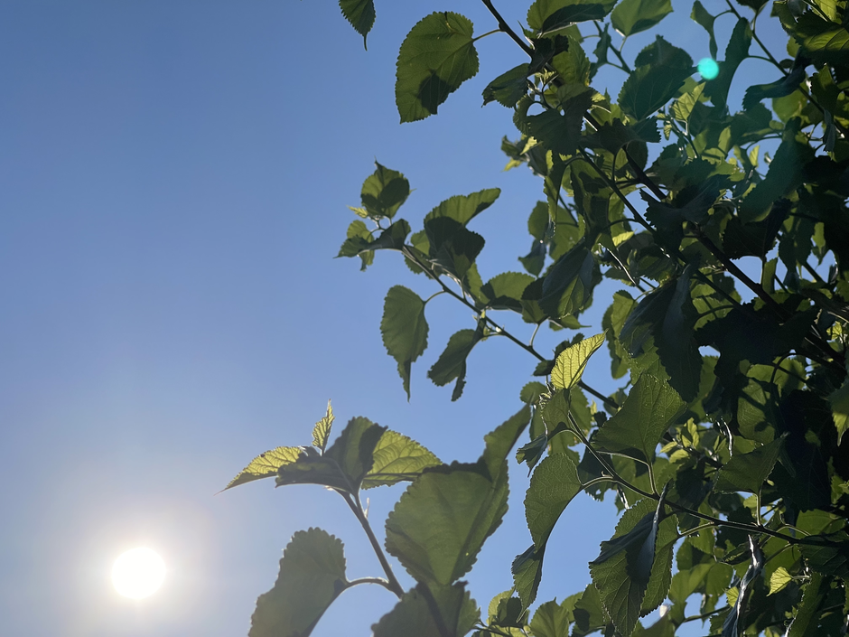 Sonce | Avtor: A. Š.