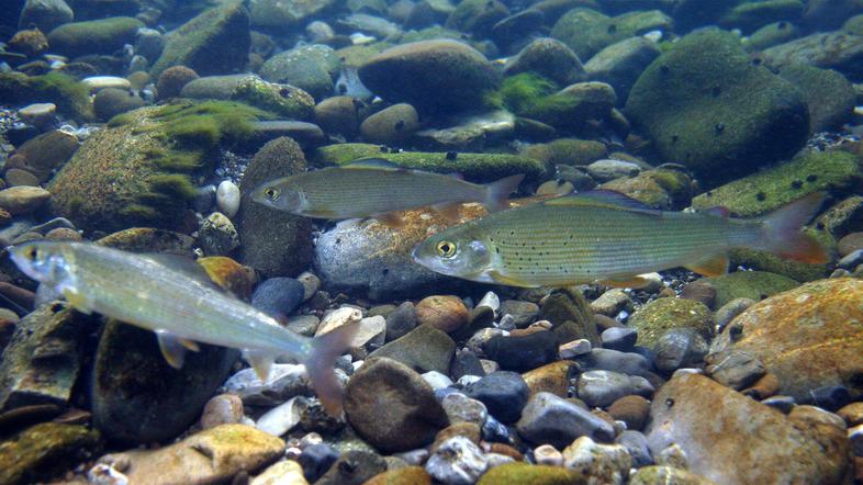 Poginilo je 4000 različnih vrst rib.