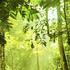 Borneo, Malezija
