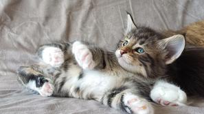 norveška gozdna mačka