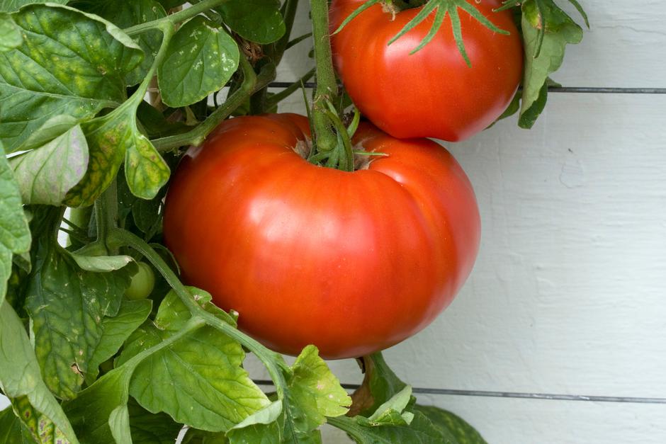 Paradižnik | Avtor: Profimedia