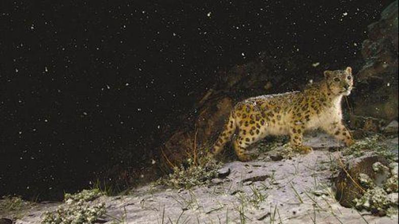 Zmagovalna fotografija snežnega leoparda