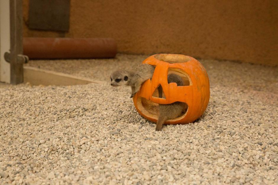 buča surikate | Avtor: Živalski vrt Ljubljana