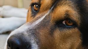 (Foto: Shutterstock)