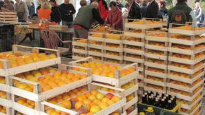 Praznik kakija v Strunjanu