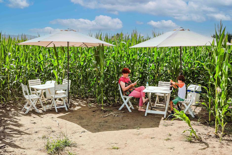 koruzni labirint Krtina | Avtor: Saša Despot