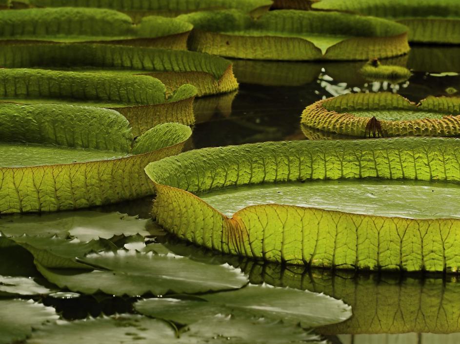 Amazonija, Brazilija