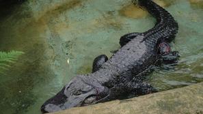 aligator