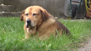 Pes Halida Bešlića