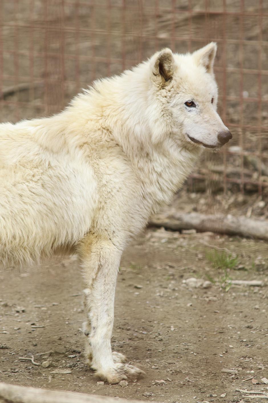 ZOO Aladin | Avtor: ZOO Aladin