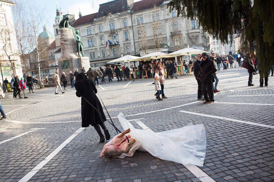 Performans 100KG, vlečenje prašiča po ulicah Ljubljane