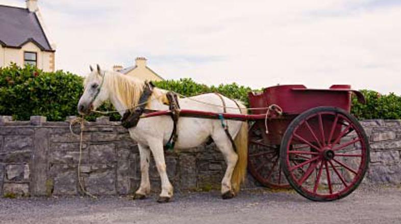 Pijanega konja je ustavila policija.