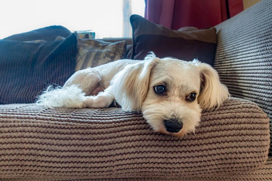 pes | Avtor: Profimedia