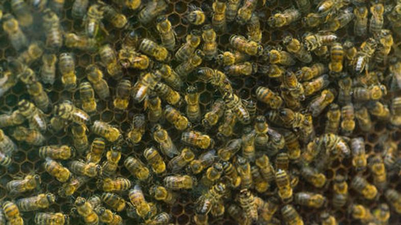 (Foto: Shutterstock)