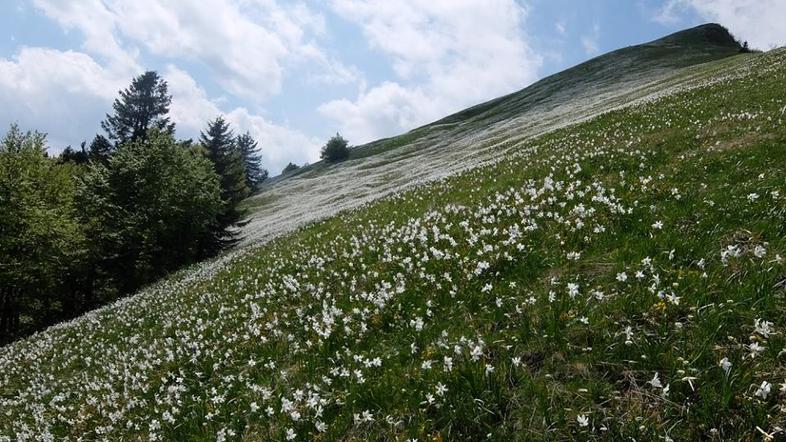 narcise na Golici