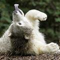 Knut je dočakal le 4 leta. (Foto: Reuters)