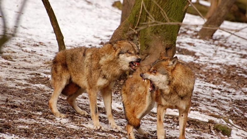 Fotografija je simbolična. (Foto: Shutterstock)