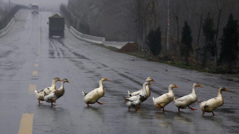 žival, prečkanje, cesta
