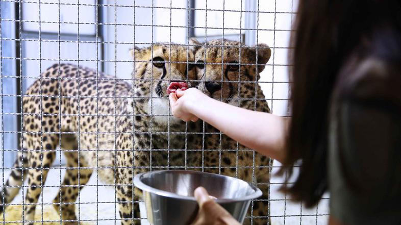 Gepardi v ZOO Ljubljana