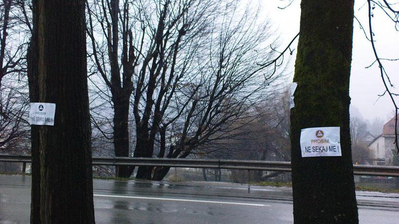 “Drevo ne zraste v enem mesecu, niti v enem letu ne! Se sprašujem, ali se ne bi 