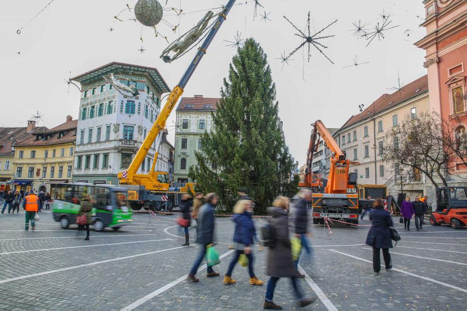 novoletna smreka | Avtor: Saša Despot