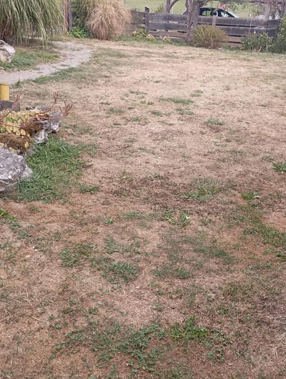 Suša, posušena zelenica na dvorišču | Avtor: D. M.