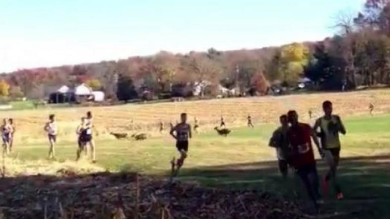 tekač srna Pensilvanija NCAA