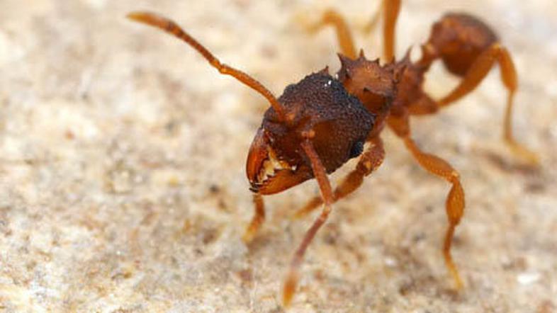 Vrsta Mycocepurus smithii ne potrebuje samcev.