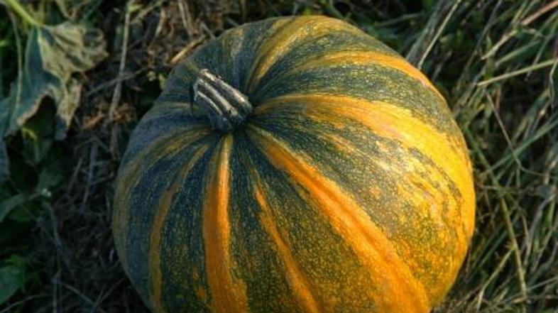 Med redkimi poljščinami, čigar pridelek bo letos slabši, spadajo buče.