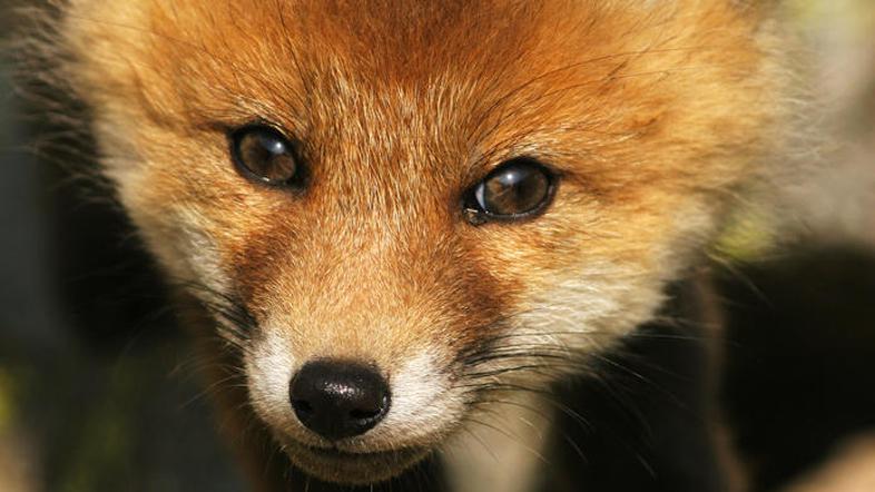 (Foto: Shutterstock)