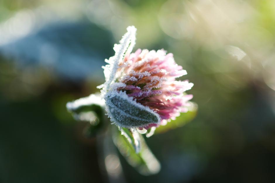 Pozeba | Avtor: Profimedia