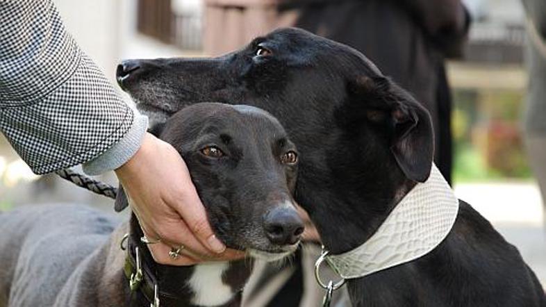 Angleška hrta Lord in Lady sta našla nov dom v osrednji Sloveniji.
