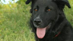 zivljenje 25.10.13. pes neca, foto: zavetisce obala