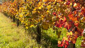 zivljenje 17.10.13. trta, foto: shutterstock