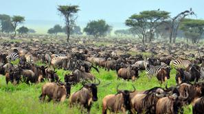 Serengeti, Tanzanija