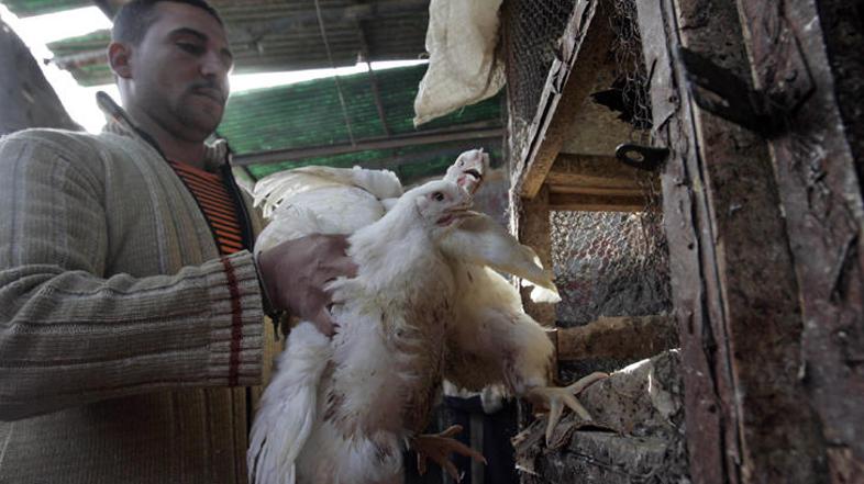 Oblasti domnevajo, da so bile vse štiri ženske v stiku z bolnimi ali mrtvimi pti