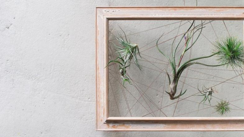 Okvir za zračne rastline